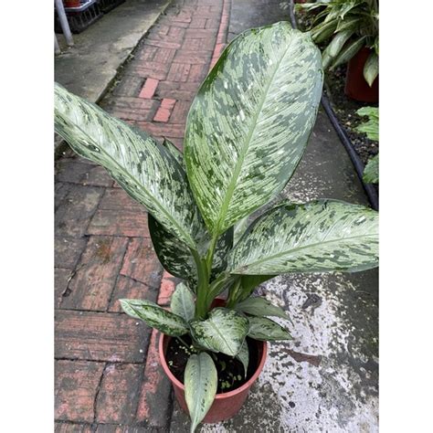 美國萬年青|Dieffenbachia Americano 美國萬年青 